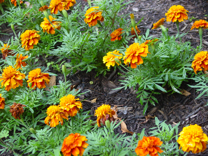 Marigold Fireball